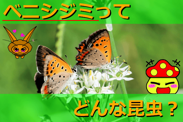 Thumbnail of post image 024